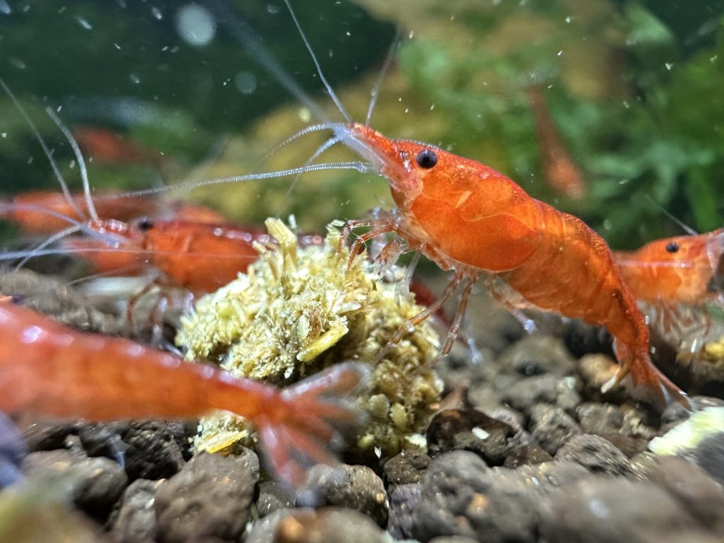 CherryShrimp 1 Scaled 1024x768