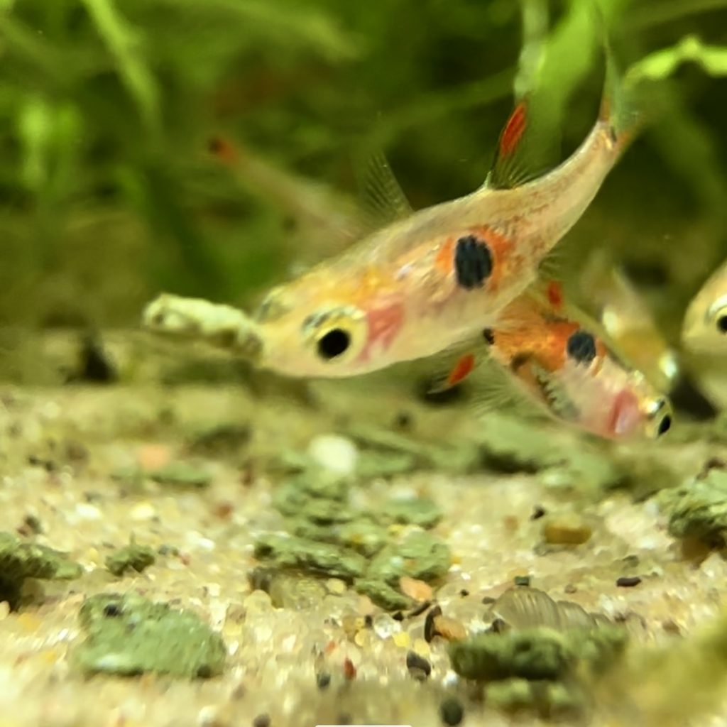 HarlequinRasbora 1 1024x1024