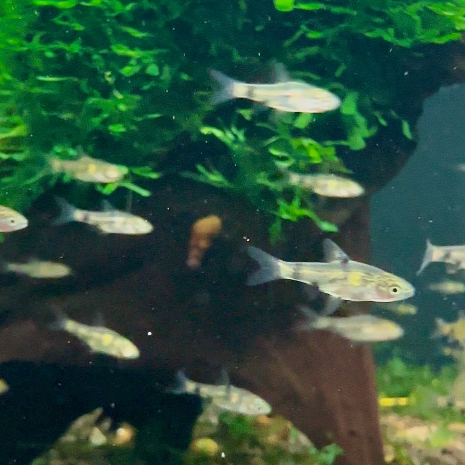 JuvenileBarbs