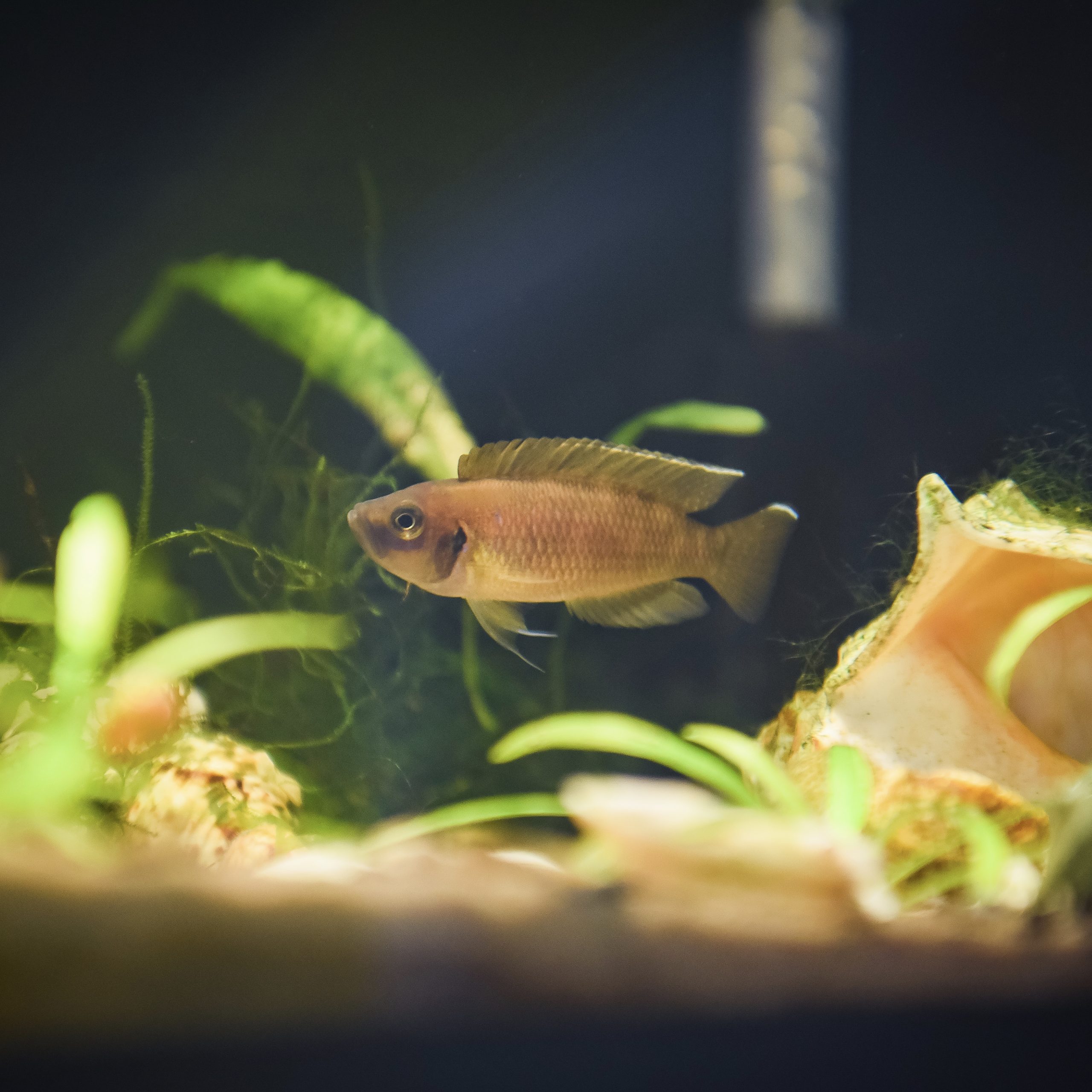 Kribensis Scaled