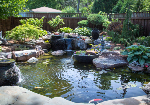 Why To Add Fish To Your Pond